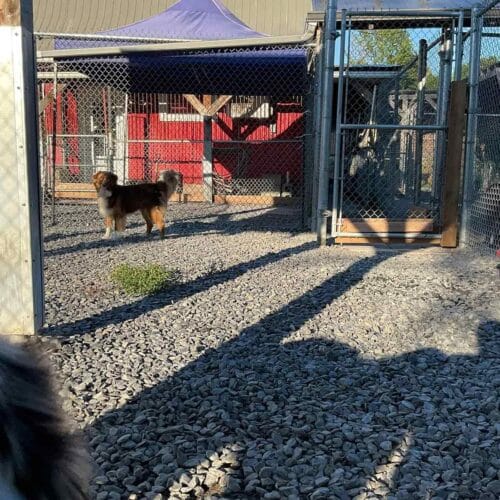 garderie et pension pour chien