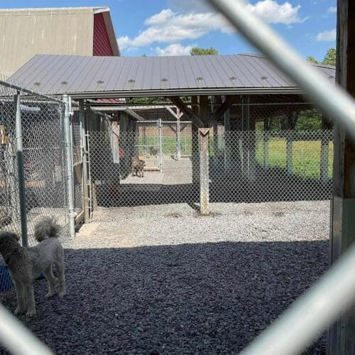 pension chien Super Puppy