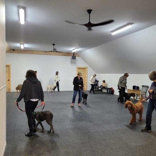 Programme entraînement chien