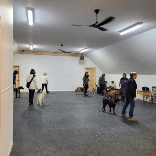 installation intérieure programme entraînement canin