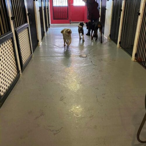 enclos intérieures super puppy