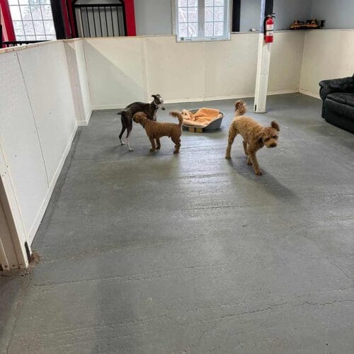 pension chien Lac Brome