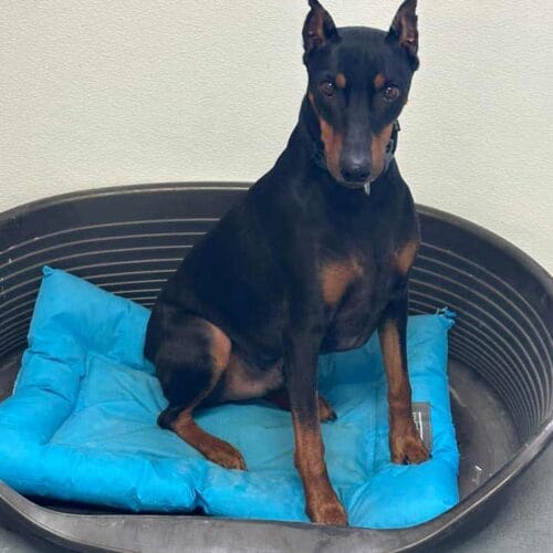 garderie pour chien Lac Brome