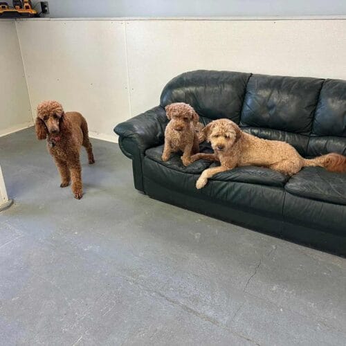 Pension pour chiens Lac-Brome