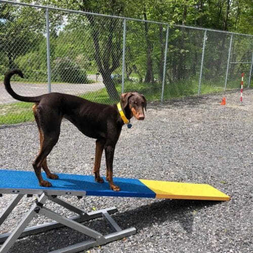 programme entraînement chien